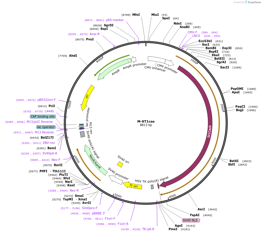 48669-plasmid-map-sequence-id-71838