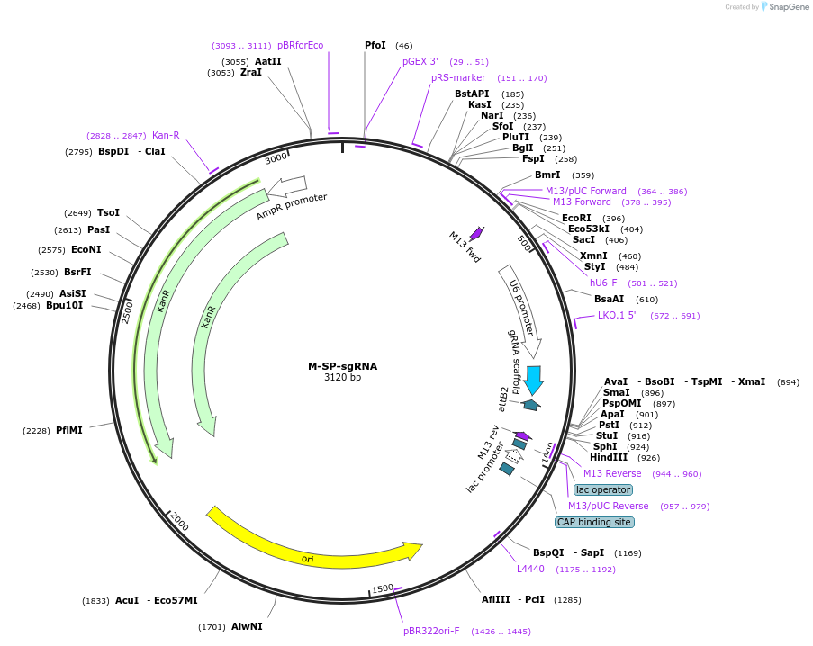 48671-plasmid-map-sequence-id-71841