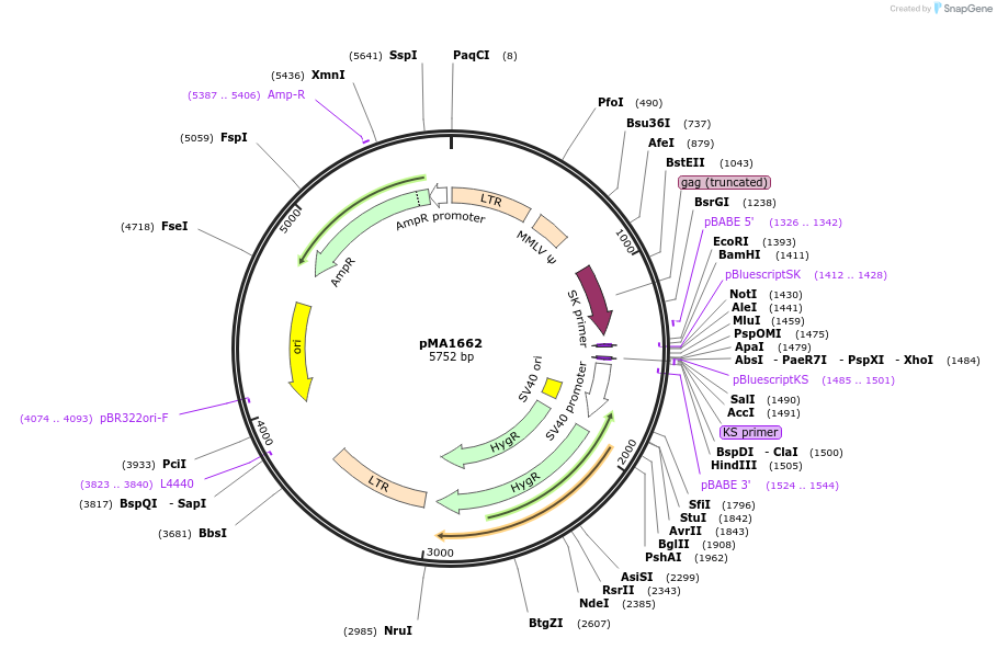 46878-plasmid-map-sequence-id-71845