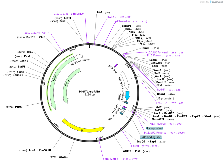 48672-plasmid-map-sequence-id-71846