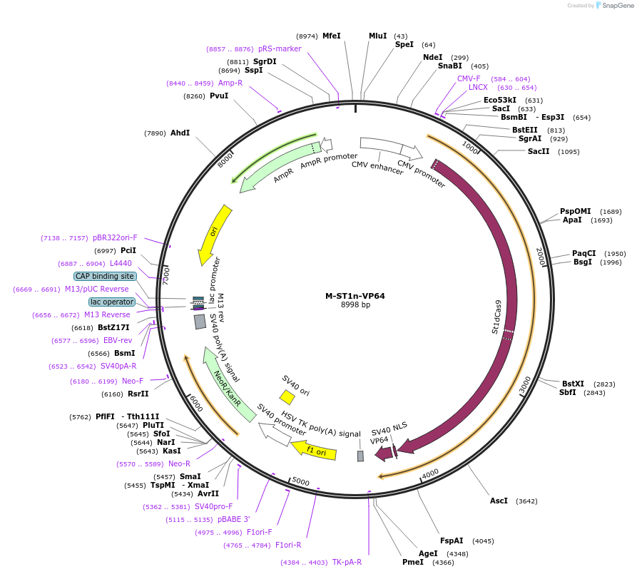 48675-plasmid-map-sequence-id-71850