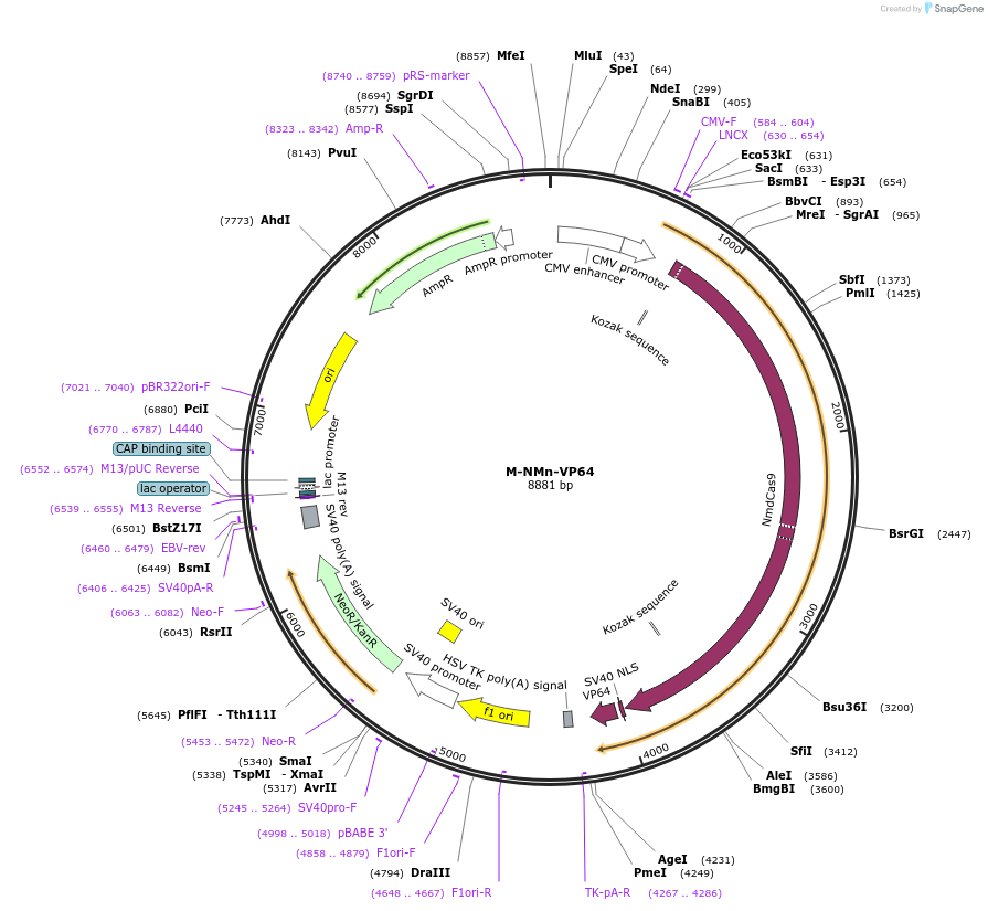 48676-plasmid-map-sequence-id-71851