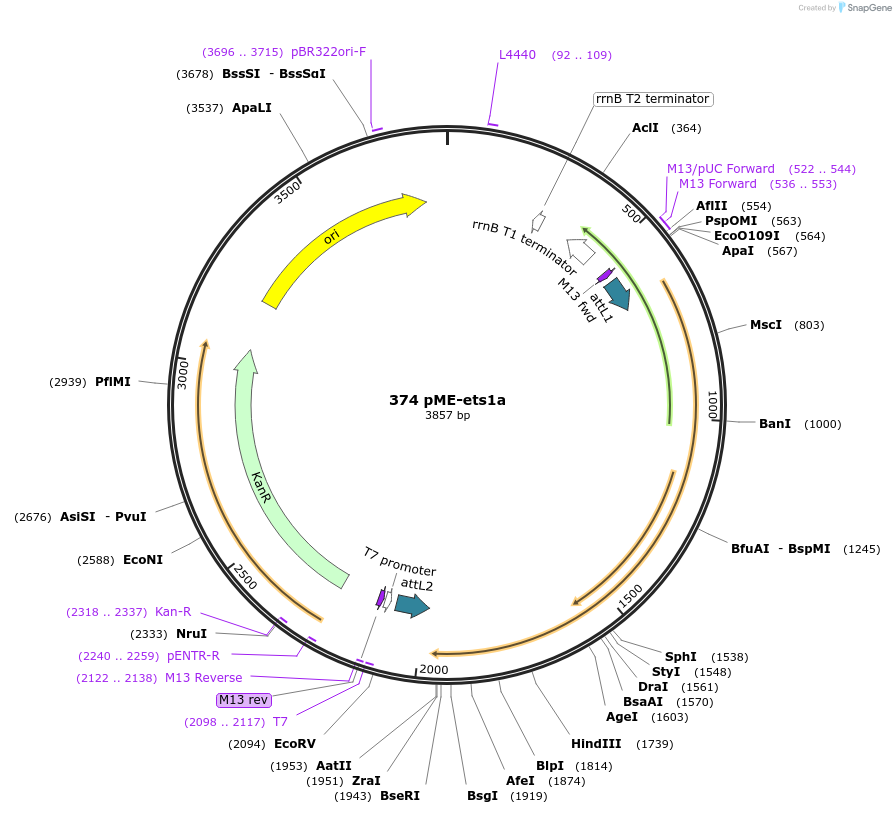 49000-plasmid-map-sequence-id-71918