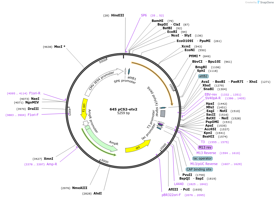 49005-plasmid-map-sequence-id-71928