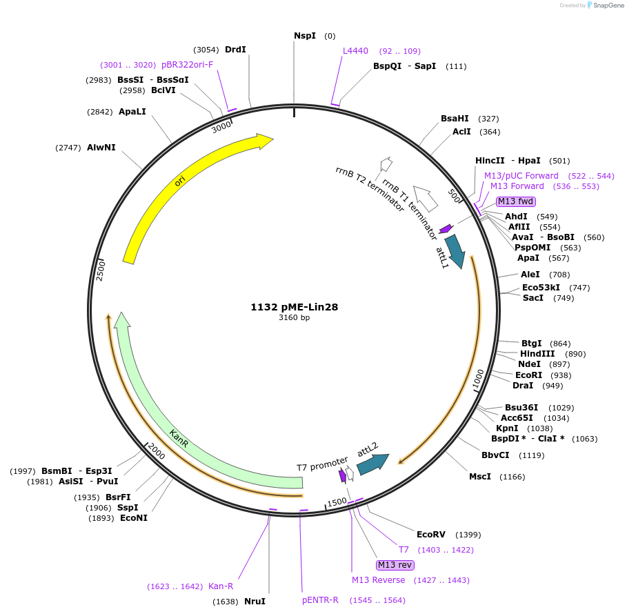 49009-plasmid-map-sequence-id-71939