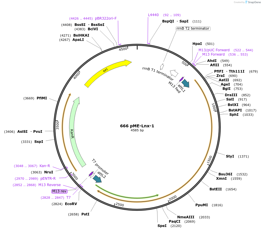 49006-plasmid-map-sequence-id-71940