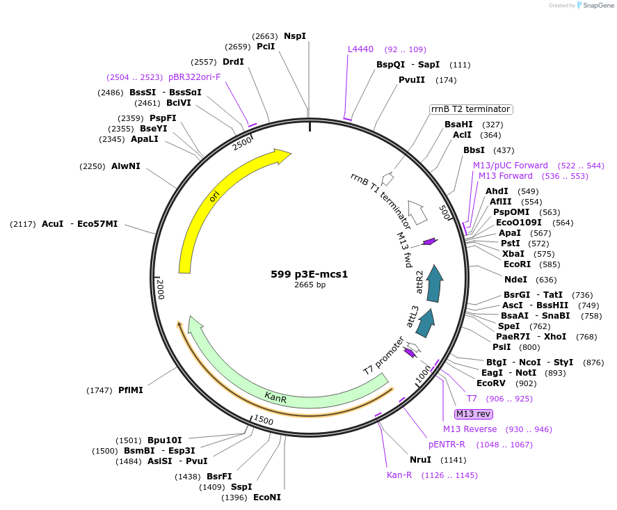 49004-plasmid-map-sequence-id-71949