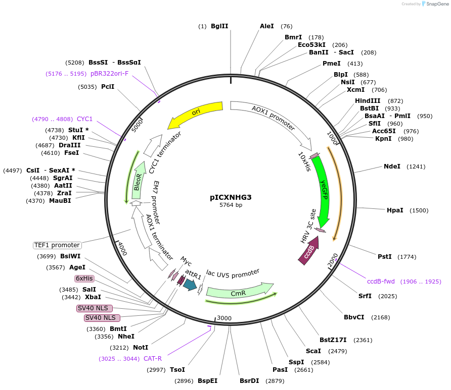 49021-plasmid-map-sequence-id-71977