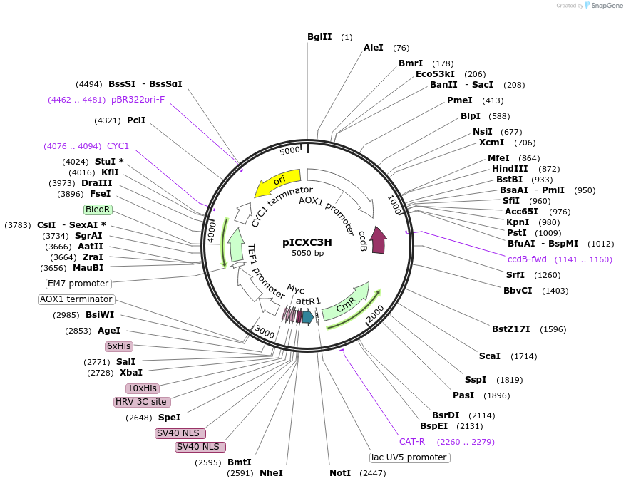 49022-plasmid-map-sequence-id-71978
