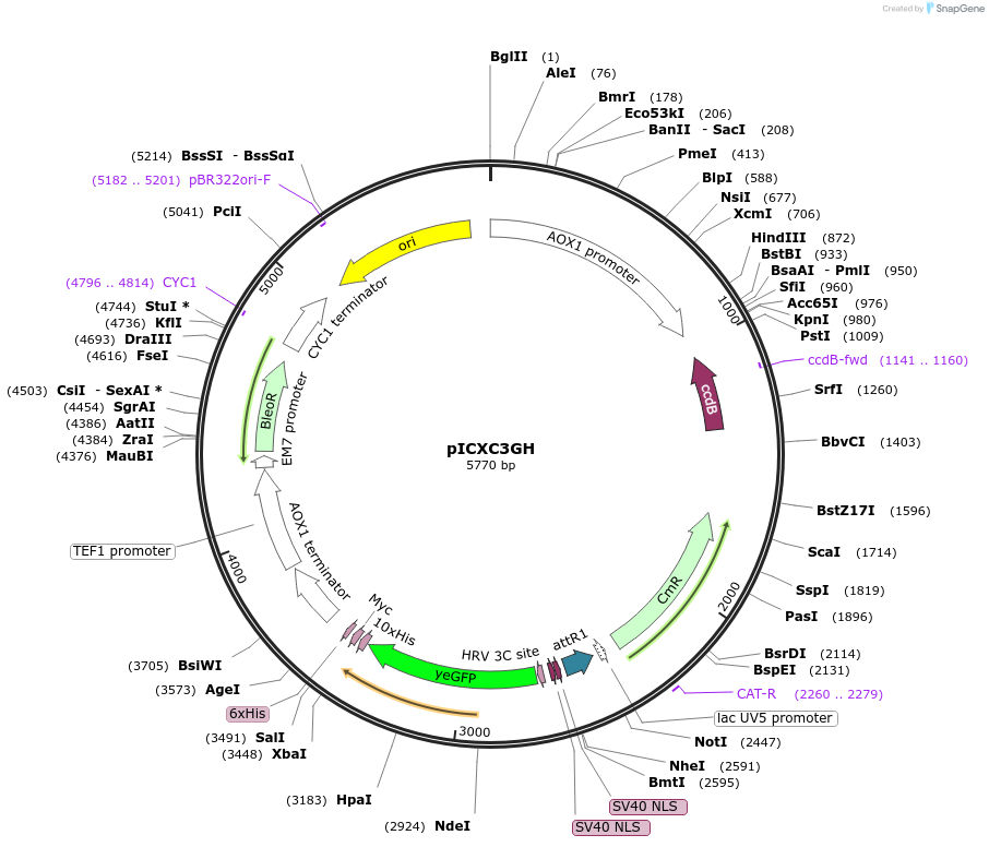 49023-plasmid-map-sequence-id-71979