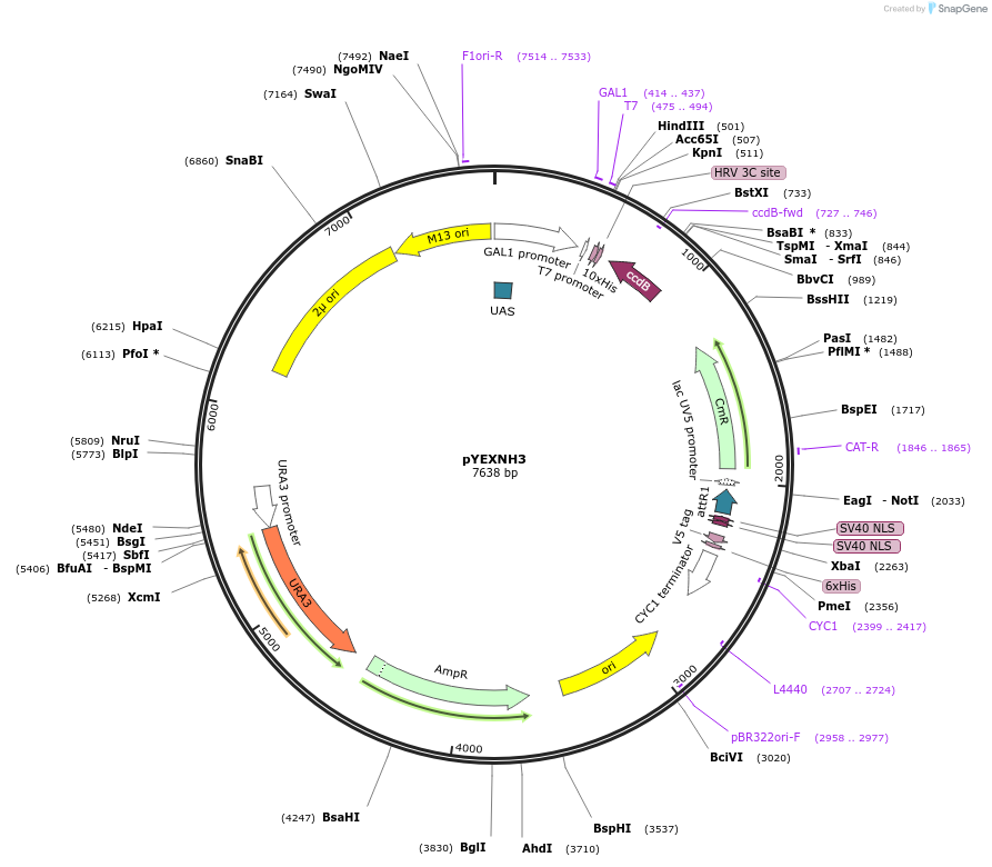 49024-plasmid-map-sequence-id-71980