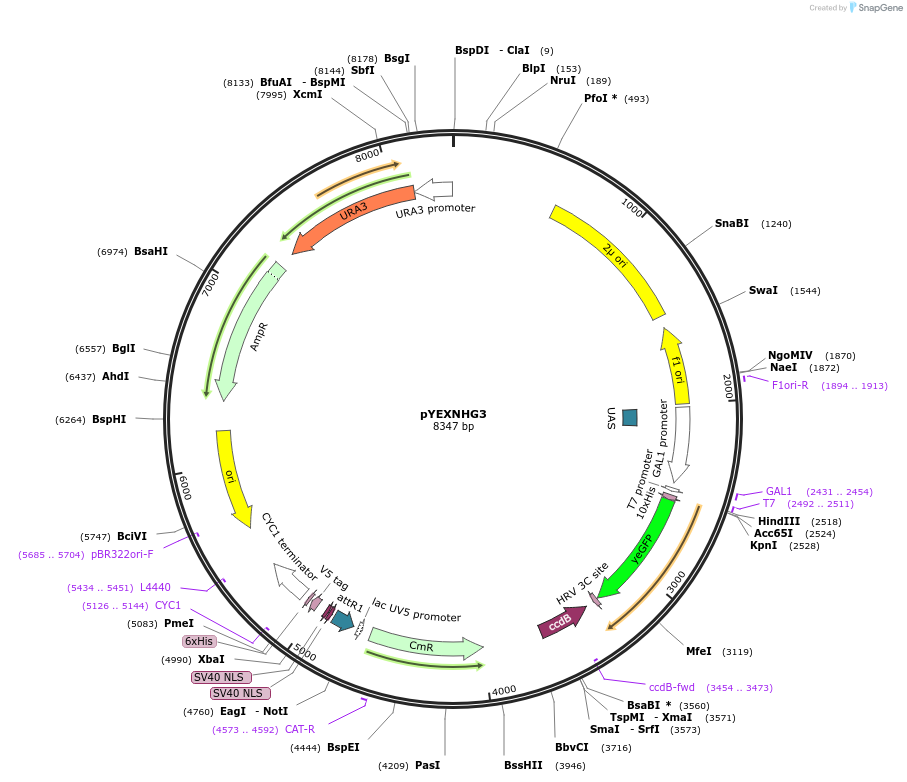 49025-plasmid-map-sequence-id-71981