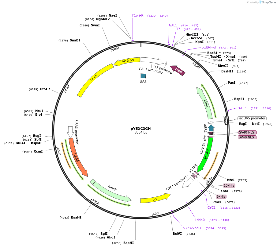 49027-plasmid-map-sequence-id-71983