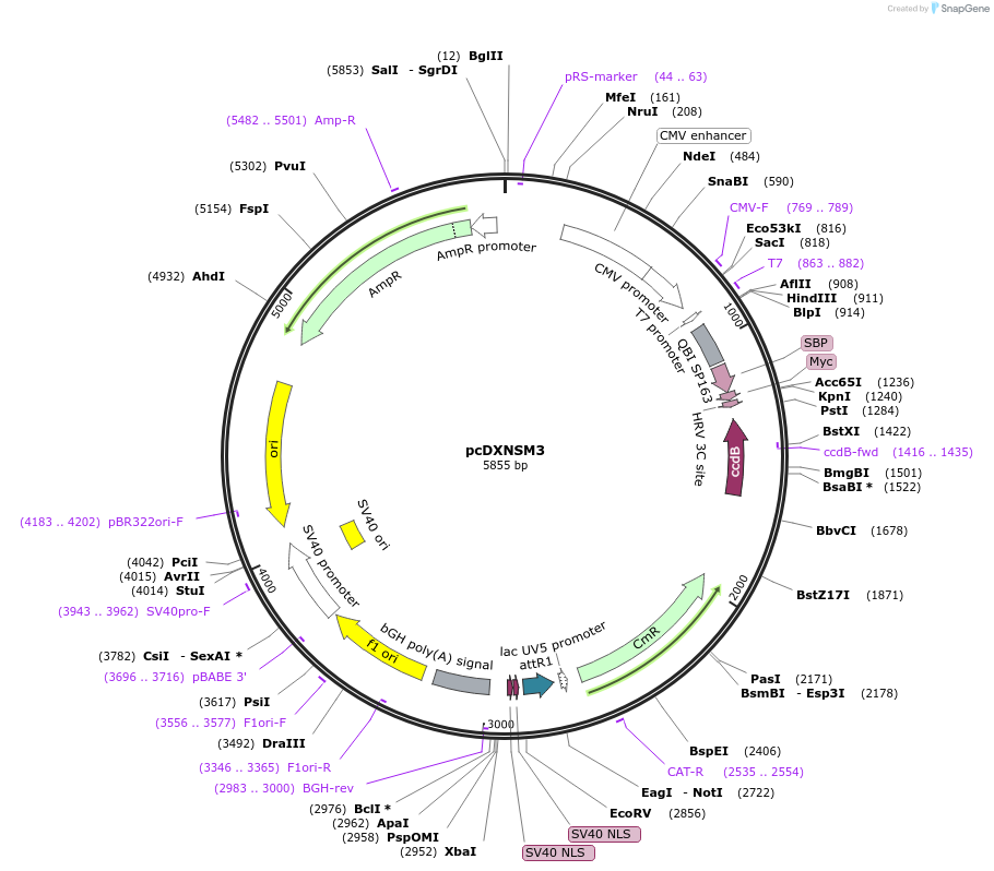 49028-plasmid-map-sequence-id-71986