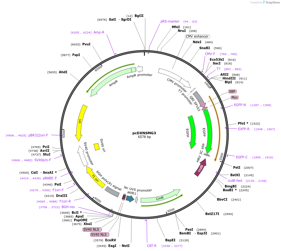 49029-plasmid-map-sequence-id-71987