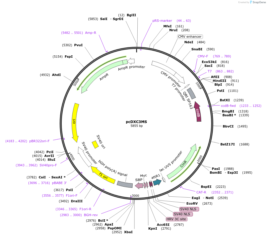 49030-plasmid-map-sequence-id-71988