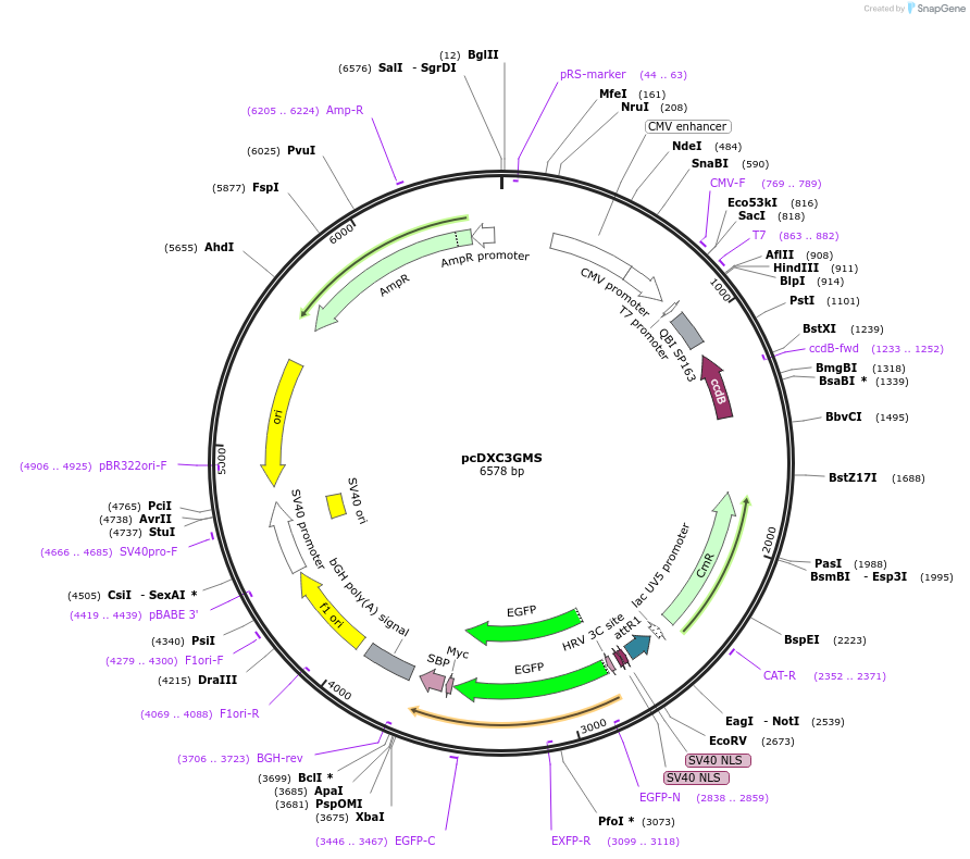 49031-plasmid-map-sequence-id-71989