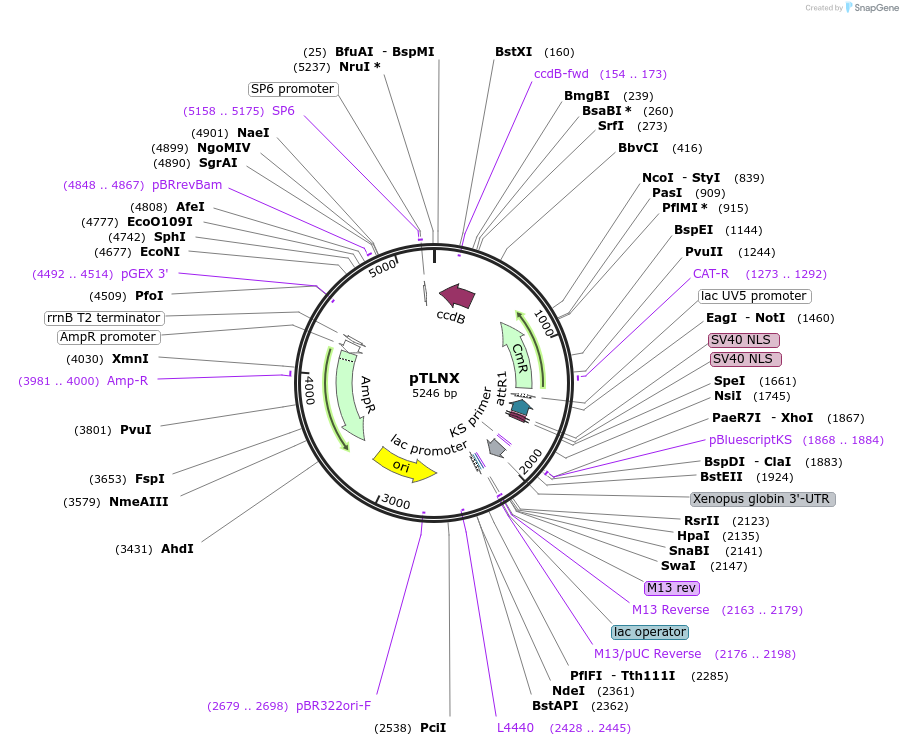 49032-plasmid-map-sequence-id-71990