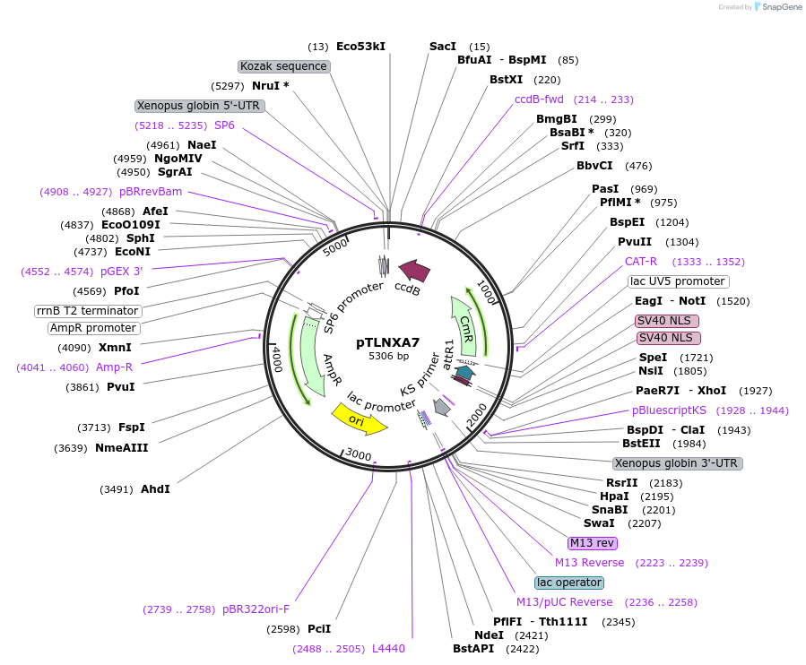 49033-plasmid-map-sequence-id-71992