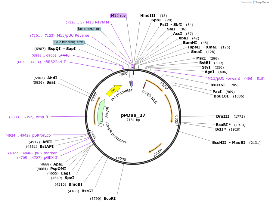 1461-plasmid-map-sequence-id-72