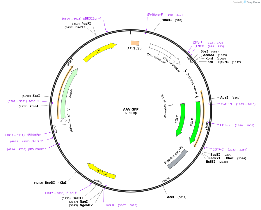 49055-plasmid-map-sequence-id-72097