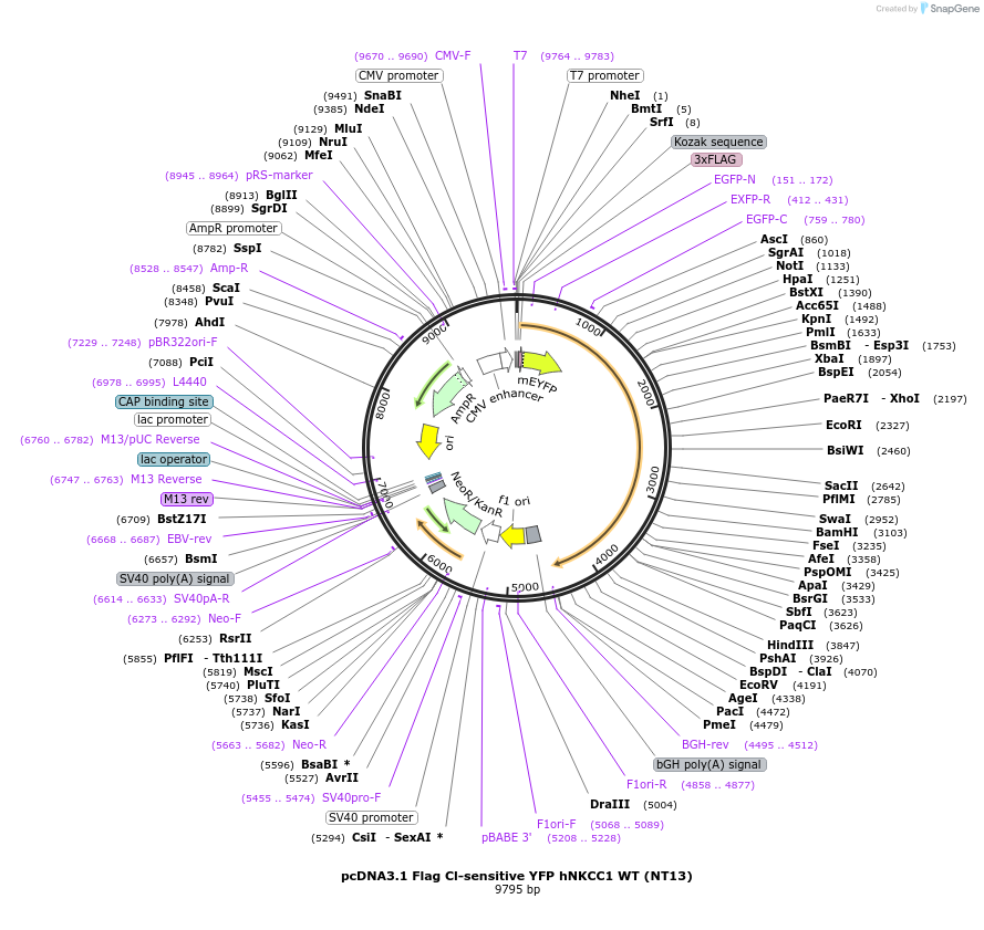 49060-plasmid-map-sequence-id-72178