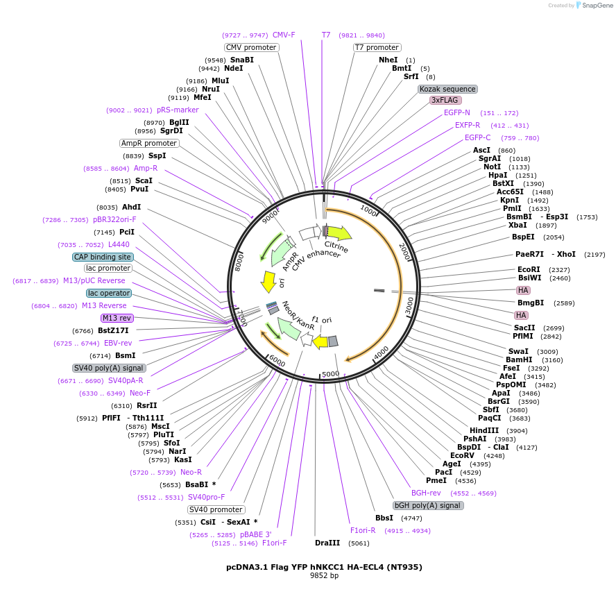 49065-plasmid-map-sequence-id-72190