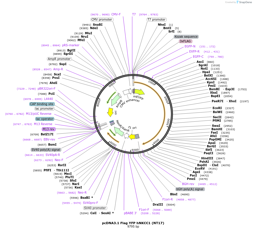 49085-plasmid-map-sequence-id-72211