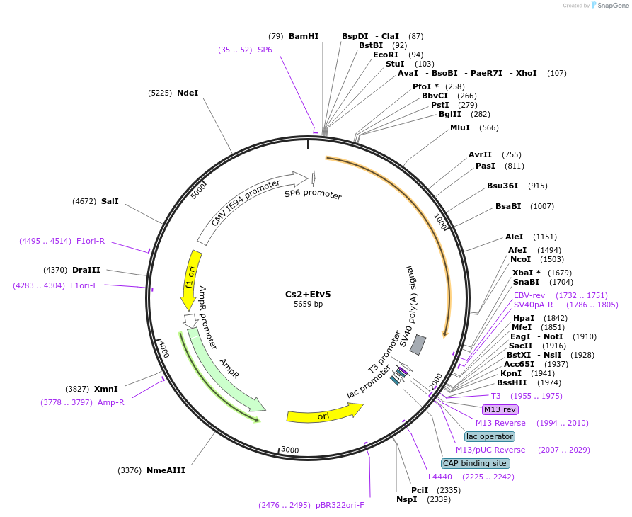 49095-plasmid-map-sequence-id-72292