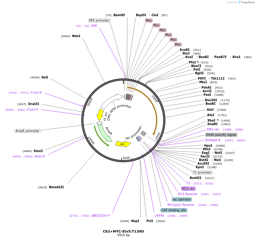 49097-plasmid-map-sequence-id-72294