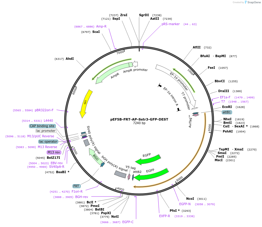 49098-plasmid-map-sequence-id-72324