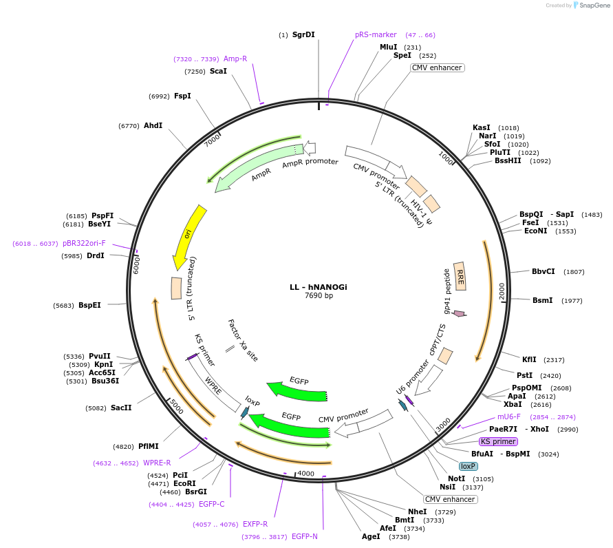 12196-plasmid-map-sequence-id-7245