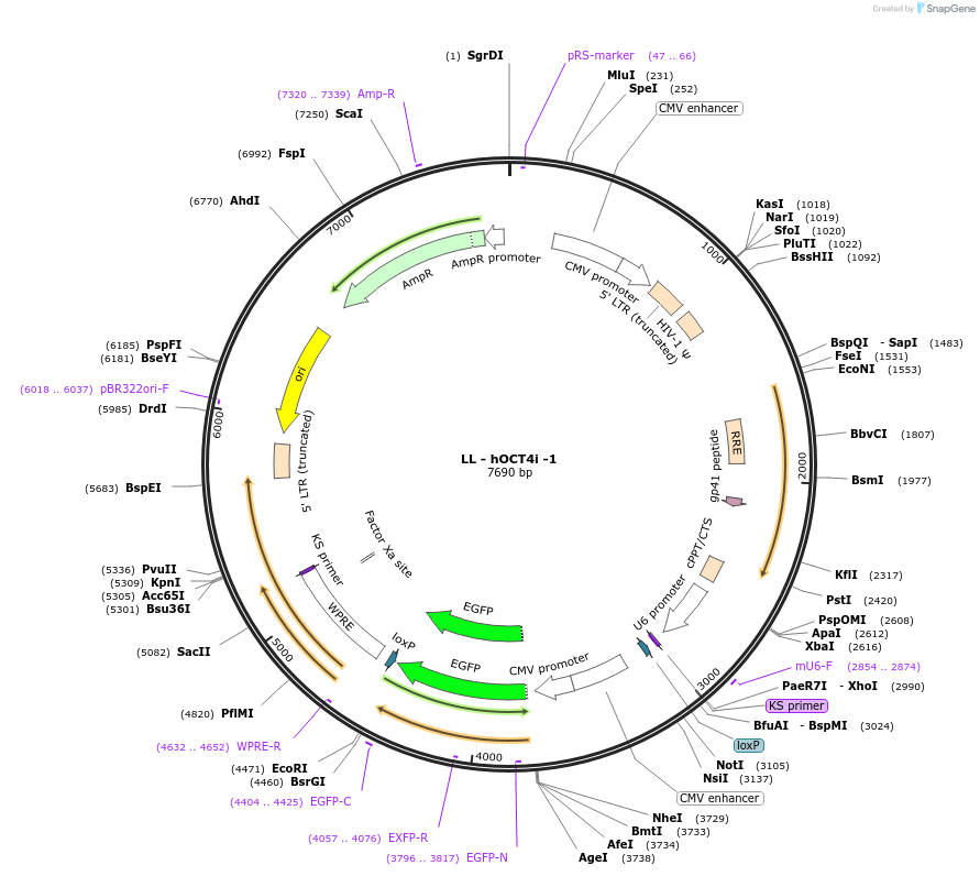 12198-plasmid-map-sequence-id-7247