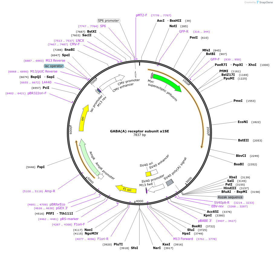 49168-plasmid-map-sequence-id-72484