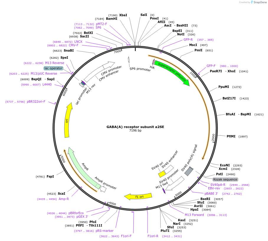 49169-plasmid-map-sequence-id-72495