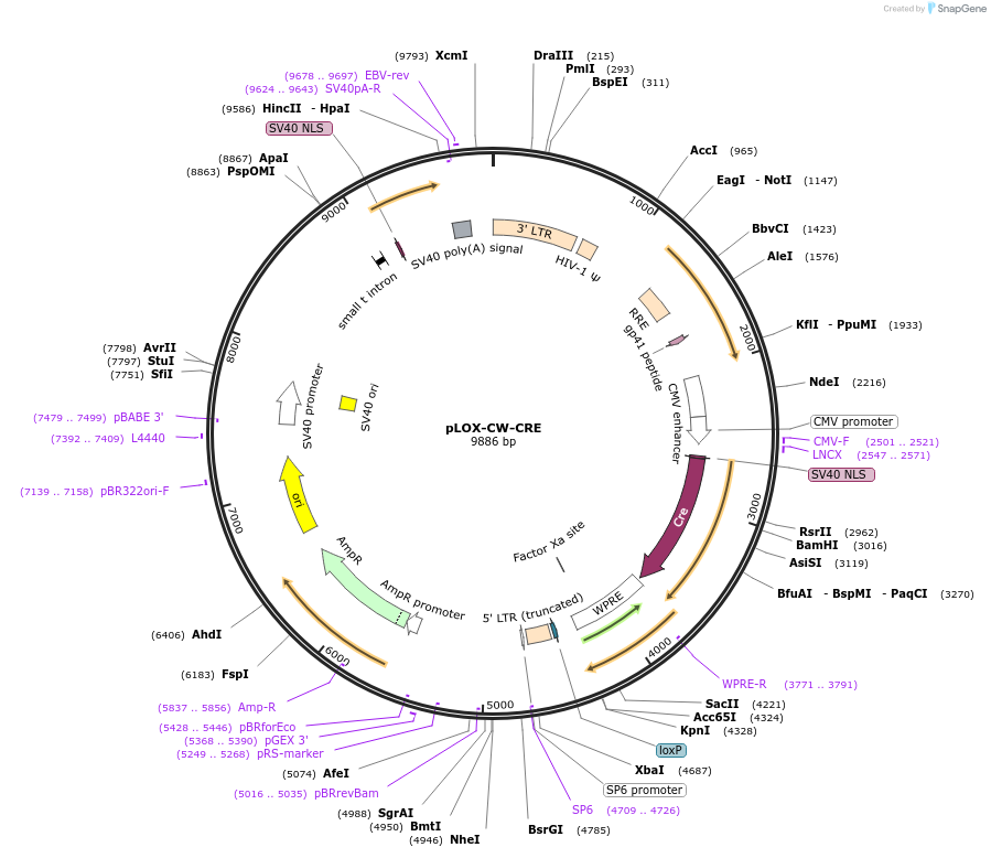 12238-plasmid-map-sequence-id-7250