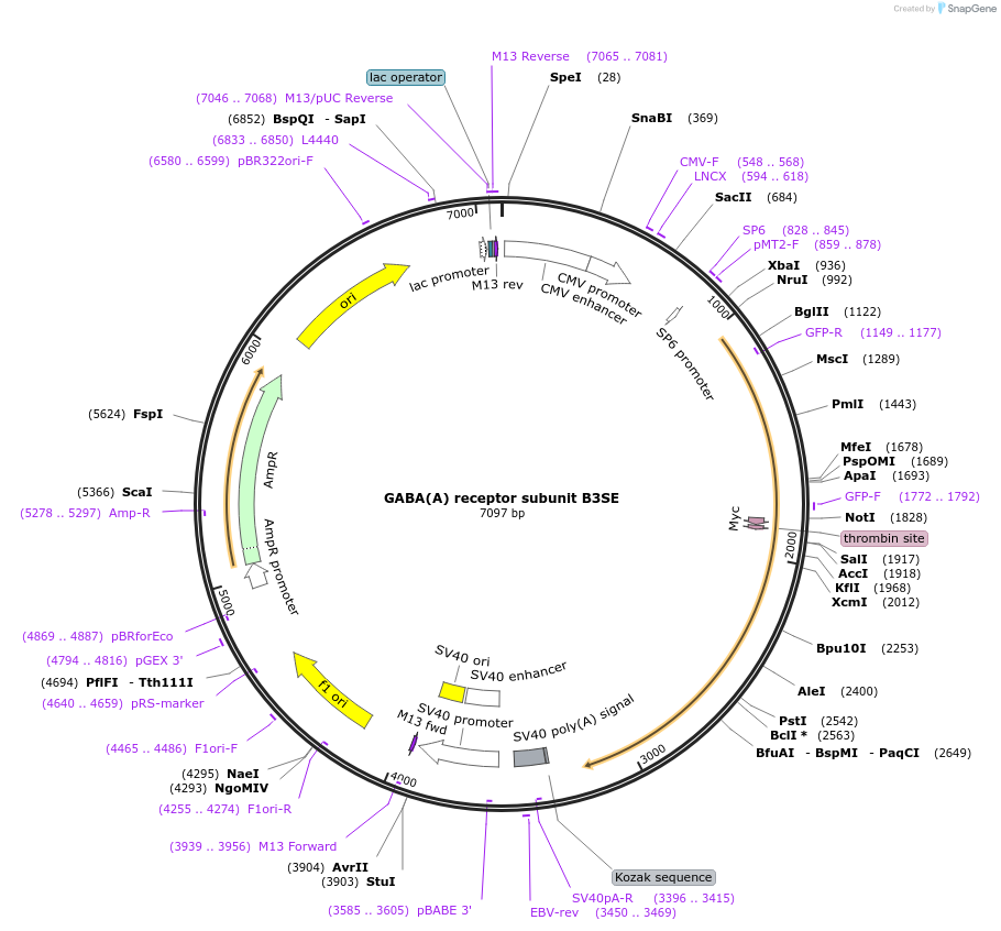 49171-plasmid-map-sequence-id-72502