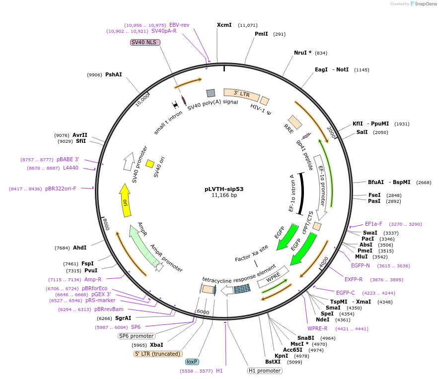 12239-plasmid-map-sequence-id-7251