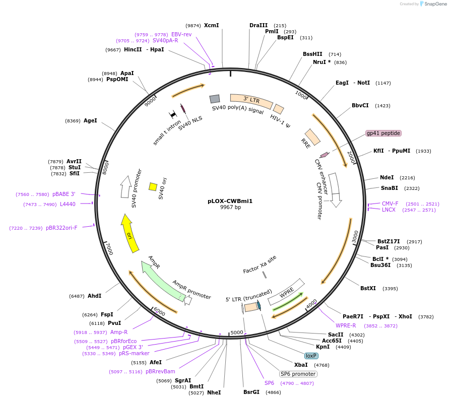 12240-plasmid-map-sequence-id-7252