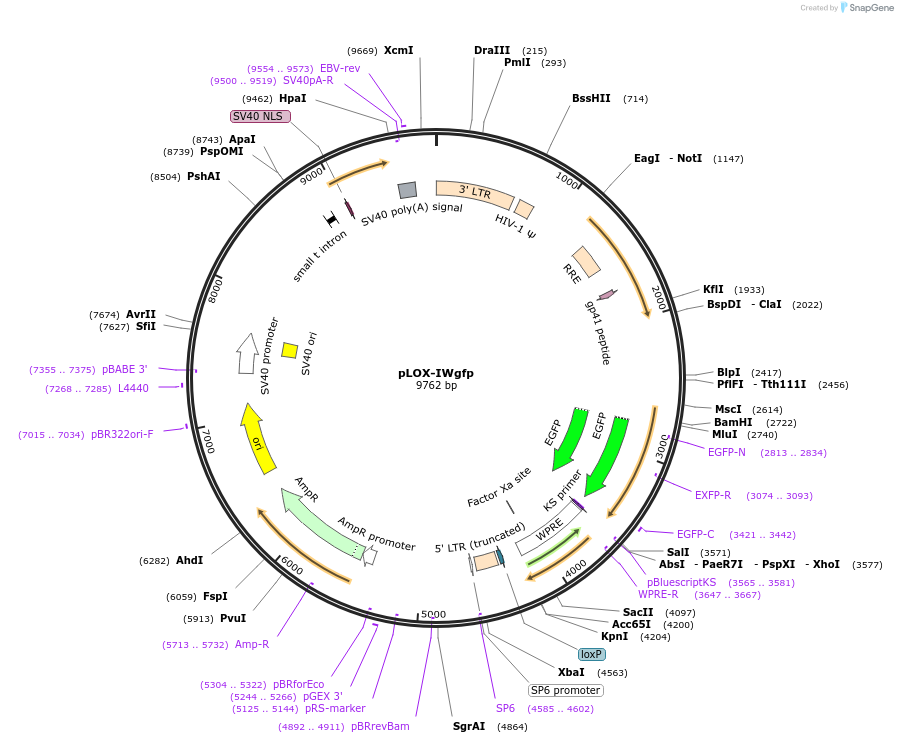 12244-plasmid-map-sequence-id-7256