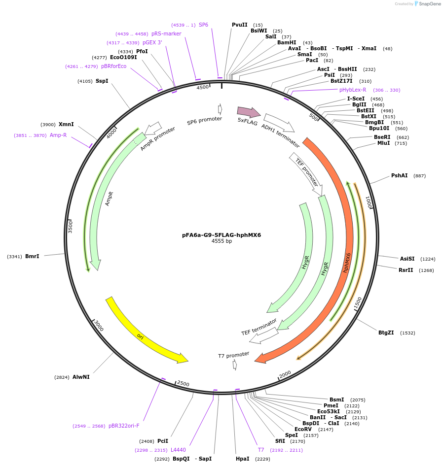 49185-plasmid-map-sequence-id-72612