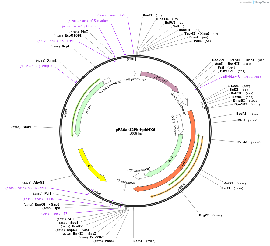 49177-plasmid-map-sequence-id-72641