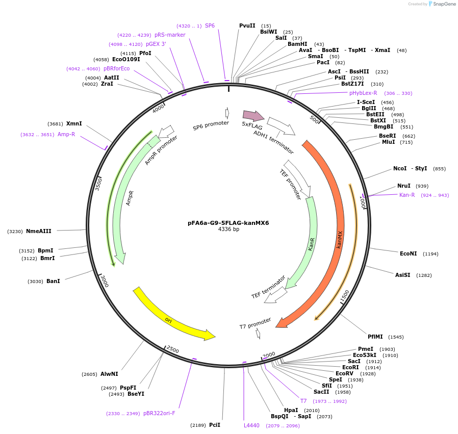 49181-plasmid-map-sequence-id-72650