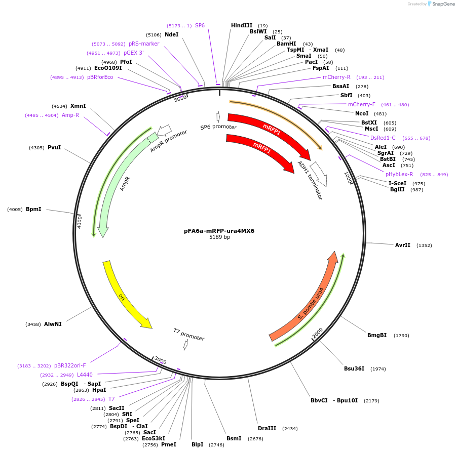49183-plasmid-map-sequence-id-72657