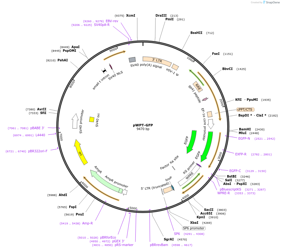12255-plasmid-map-sequence-id-7267