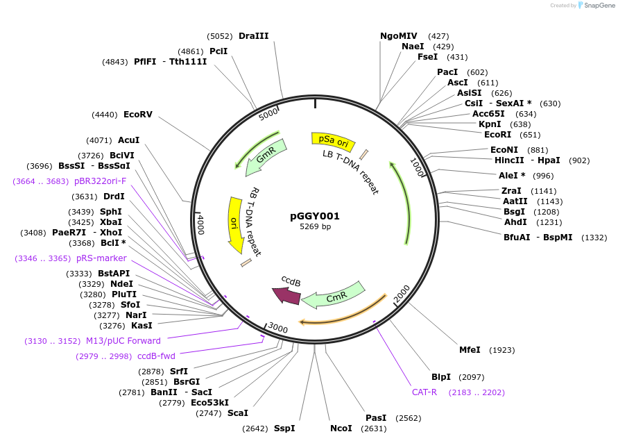 48866-plasmid-map-sequence-id-72689