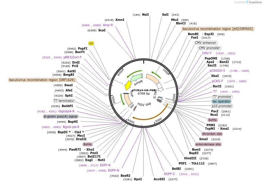 49203-plasmid-map-sequence-id-72715
