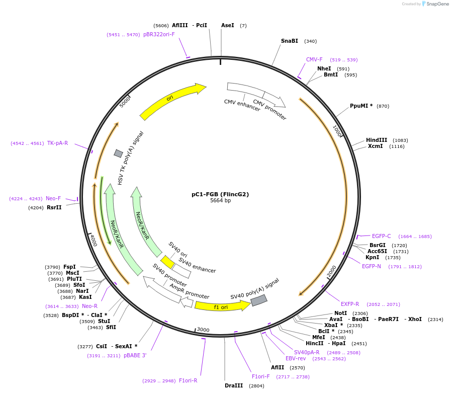 49204-plasmid-map-sequence-id-72719
