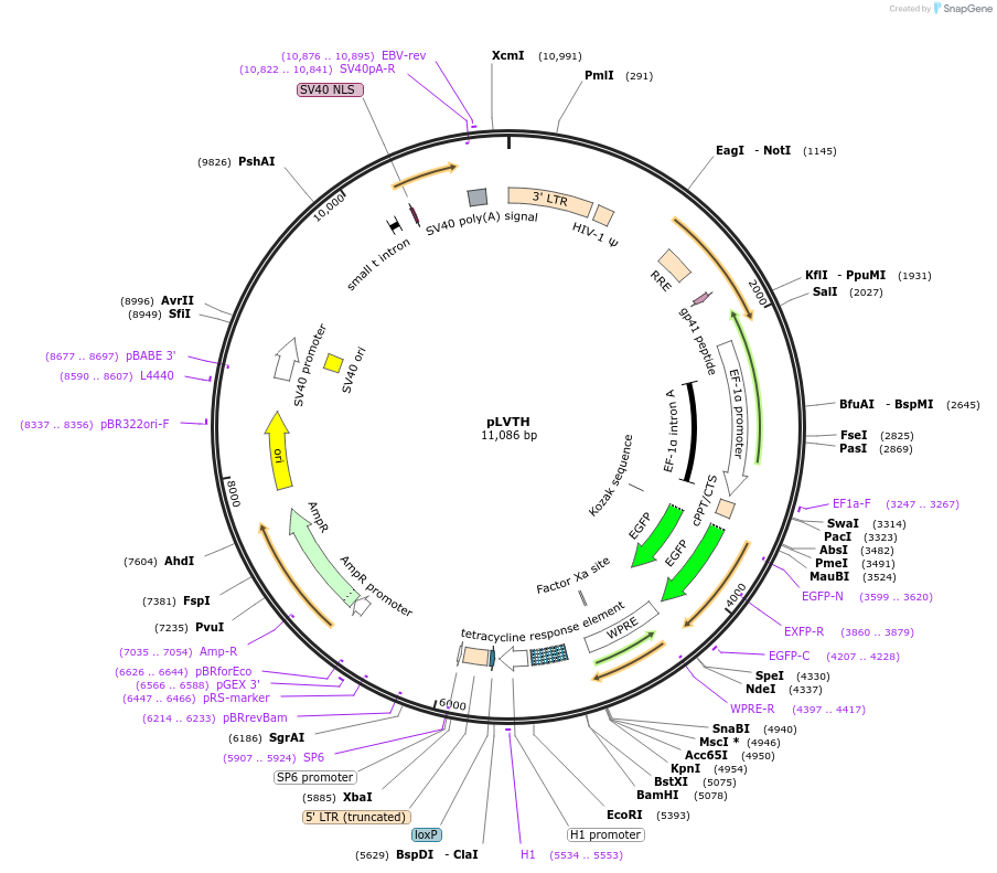 12262-plasmid-map-sequence-id-7274