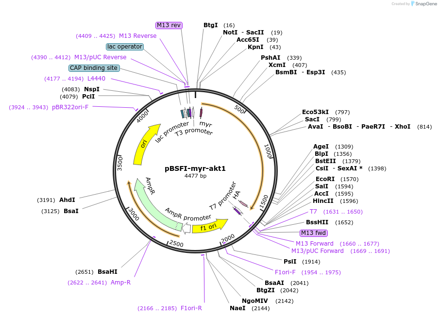 49186-plasmid-map-sequence-id-72748